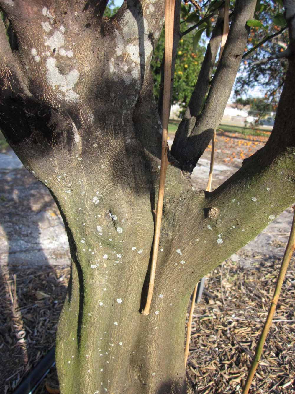              Bark (Winter Haven, FL)       